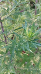 Artemisia absinthium