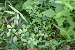 Alternanthera bettzickiana