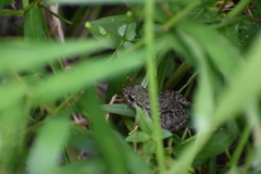 Fejervarya limnocharis