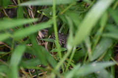 Fejervarya limnocharis