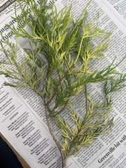 Cupressaceae