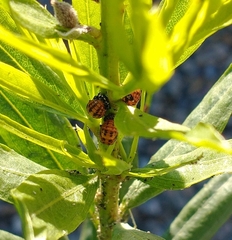Hippodamia convergens