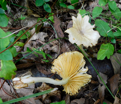 Gerronema strombodes