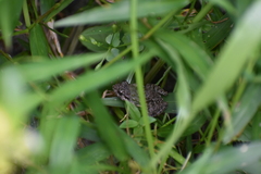 Fejervarya limnocharis