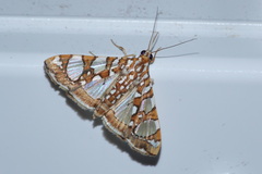 Glyphodes sibillalis