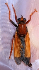 Asilus barbarus