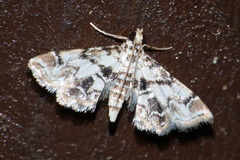 Crambidae
