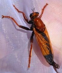 Asilus barbarus