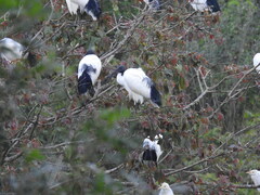Threskiornis aethiopicus
