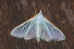Palpita