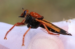 Asilus barbarus