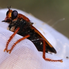 Asilus barbarus