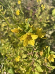 Lysimachia punctata