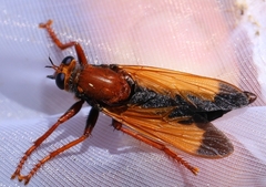Asilus barbarus