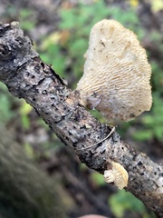 Neofavolus americanus