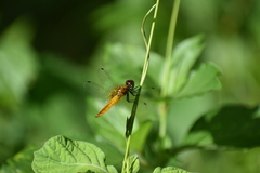 Aethriamanta brevipennis
