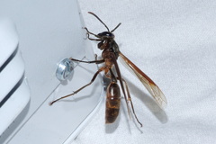 Apoica