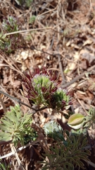 Combretum violaceum image