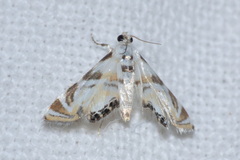 Acentropinae