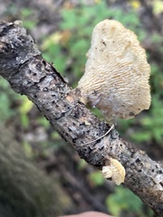 Neofavolus americanus