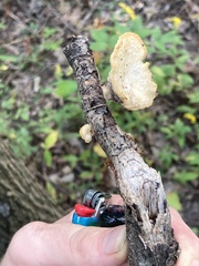 Neofavolus americanus