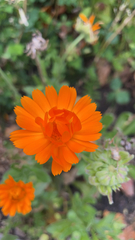 Calendula officinalis