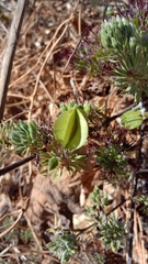 Combretum violaceum image