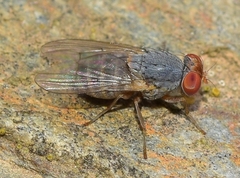 Prosopomyia pallida