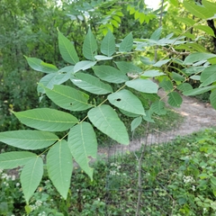 Juglans nigra