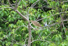 Ixobrychus sinensis