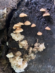 Crepidotus crocophyllus