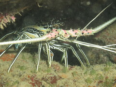 Panulirus versicolor