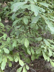 Salix bebbiana