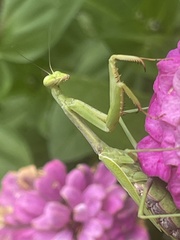 Stagmomantis