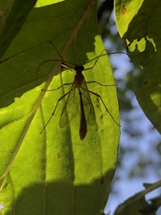 Enicospilus