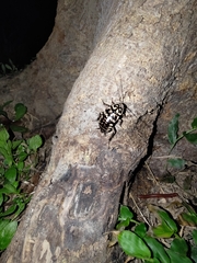 Neostylopyga rhombifolia