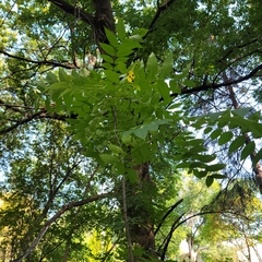 Juglans nigra