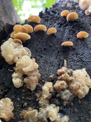 Crepidotus crocophyllus