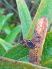 Lygaeus kalmii angustomarginatus
