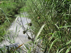 Ploceus melanocephalus