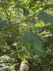 Acer pensylvanicum