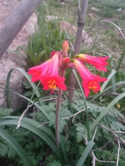 Phycella cyrtanthoides