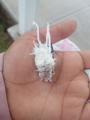 Cerogenes auricoma