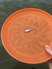 Cyprinella spiloptera