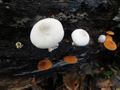 Lycoperdon