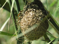 Ploceus melanocephalus