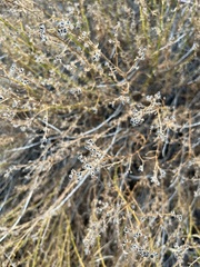 Galium angustifolium