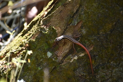 Sphenomorphus dussumieri