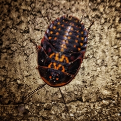Blaberinae