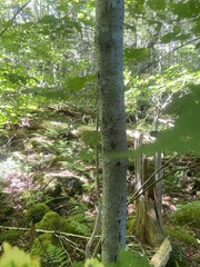 Acer pensylvanicum